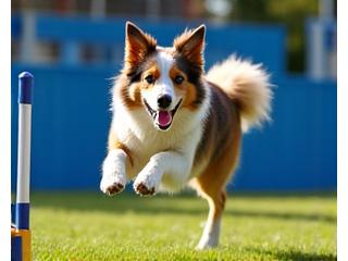 Dog jumping over an agility hurdle with an owner cheering